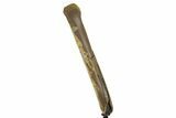 Fossil Dromaeosaurid Partial Metatarsal w/ Metal Stand #378511-2
